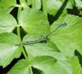 Coenagrion pulchellum